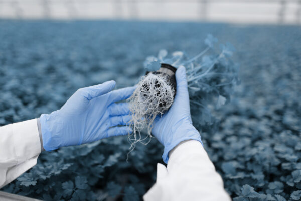 Researcher in blue gloves inspecting plant roots in a greenhouse